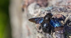 Znanstvenici s Floride pronašli rijetku plavu pčelu, mislilo se da je izumrla