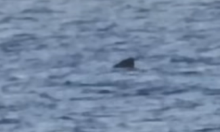 VIDEO Golema psina snimljena u Kvarnerskom zaljevu