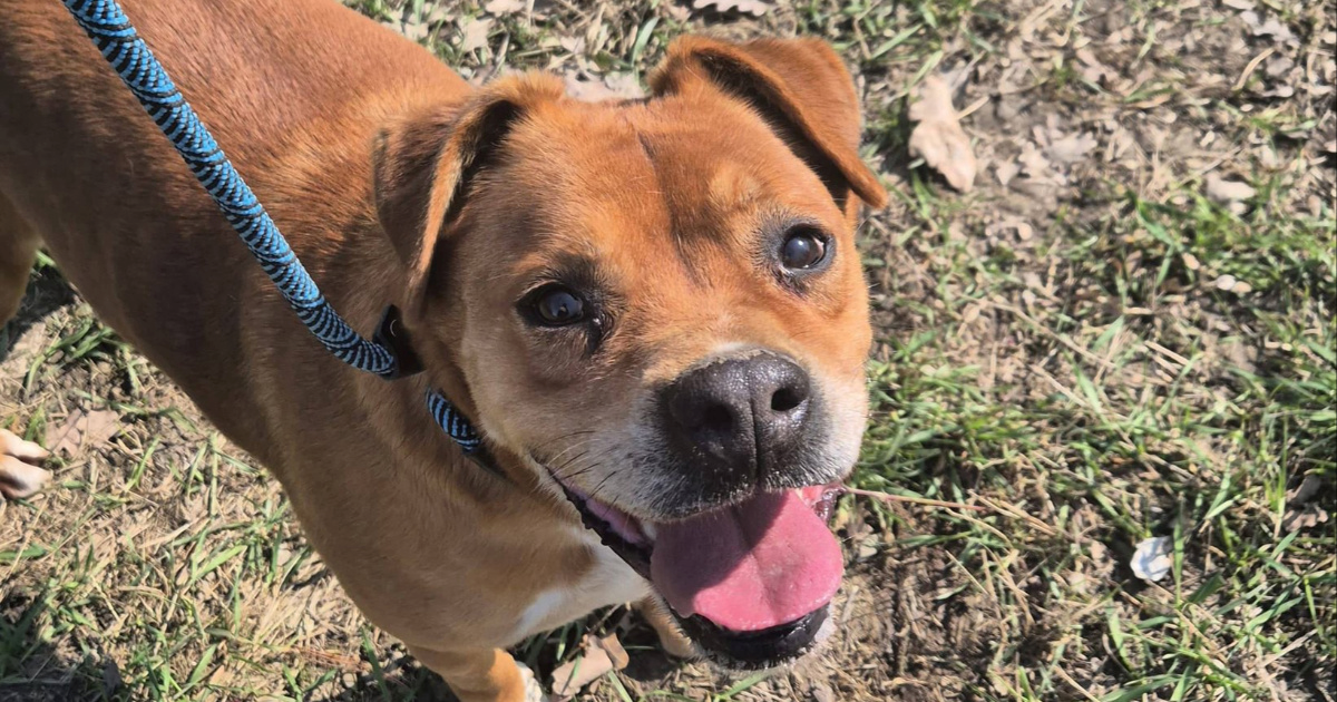 Predivan Bobi traži zauvijek dom