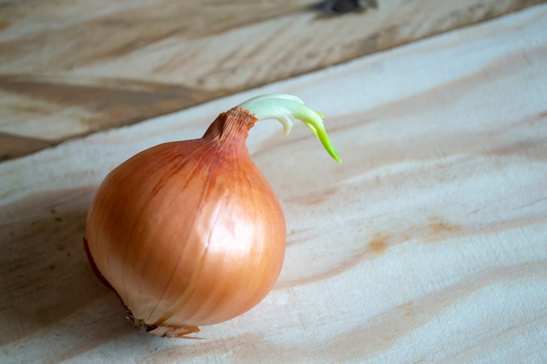 Smije li se jesti proklijali luk? Nutricionisti imaju odgovor