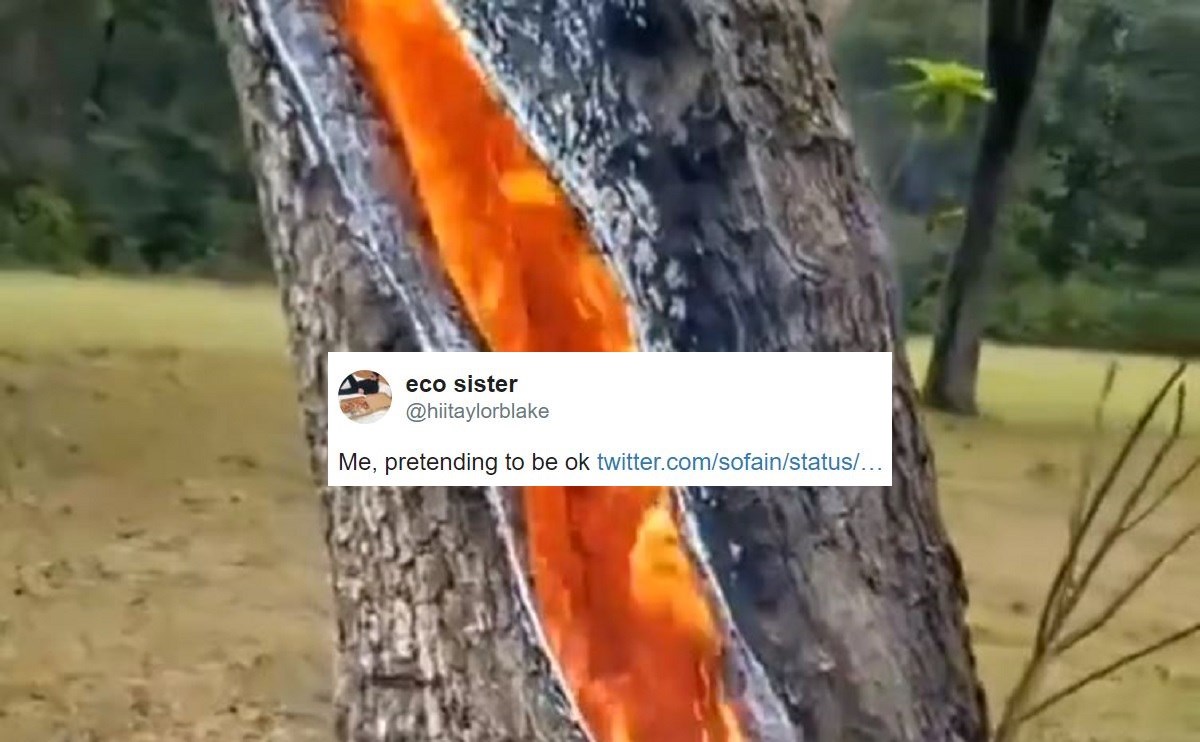 19,7 milijuna pregleda: Snimka drveta koje gori iznutra nakon munje postala hit