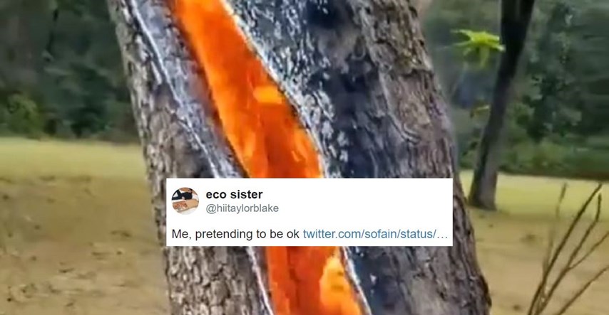 19,7 milijuna pregleda: Snimka drveta koje gori iznutra nakon munje postala hit