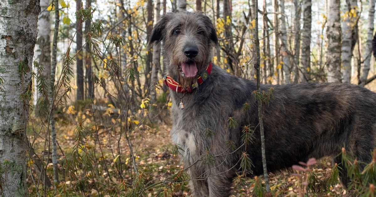 Pet najvećih pasmina pasa