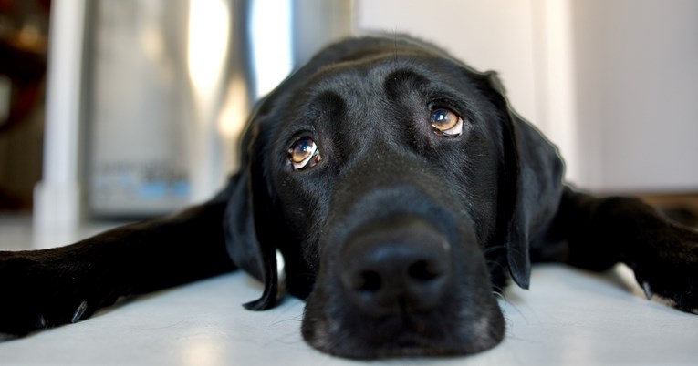 Vlasnica zasvirala klavir, a njezinog labradora su svladale emocije