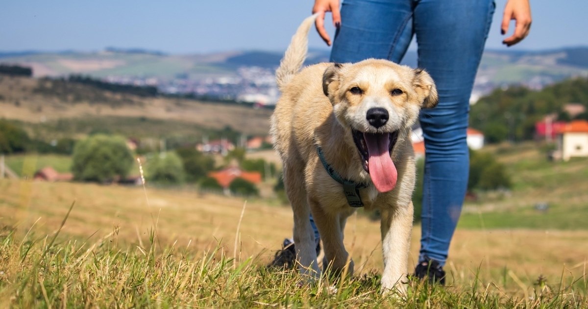 Veterinari upozoravaju: Pseći "osmijeh" može biti znak opasnog toplinskog udara
