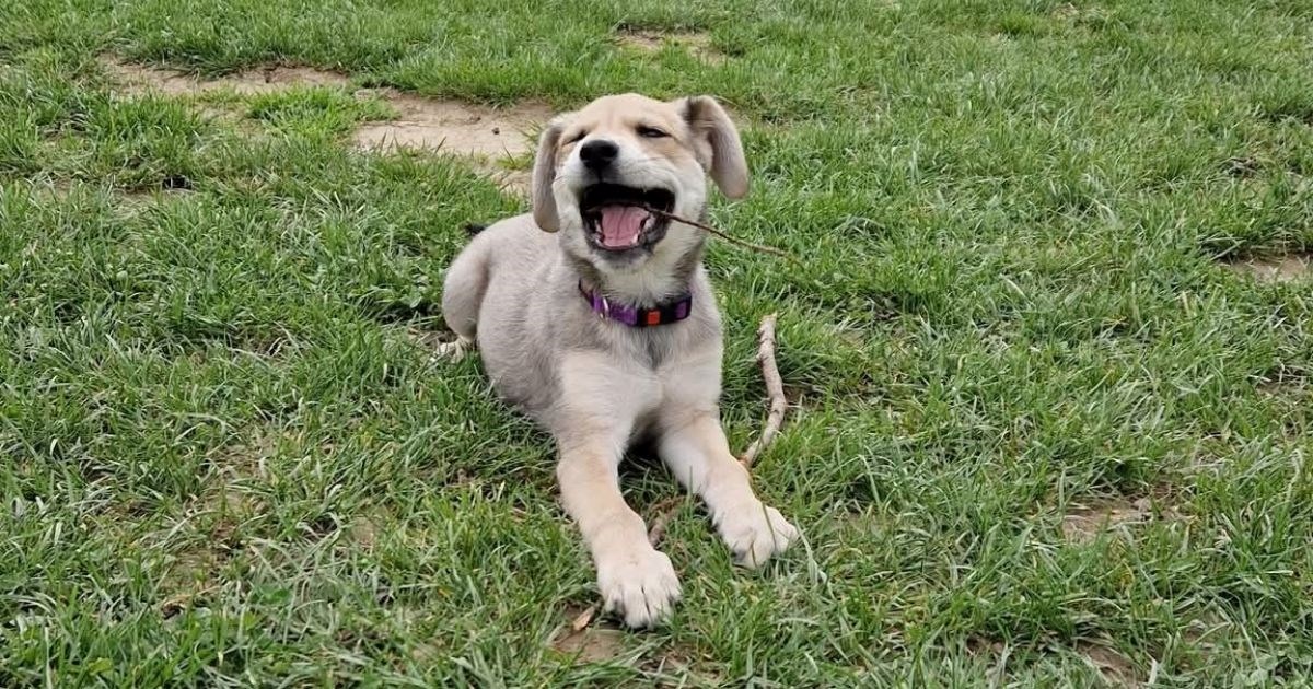 Nana je udomljena i nakon mjesec dana vraćena. Sada traži ozbiljne udomitelje