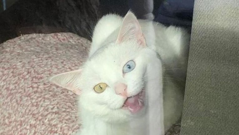 Reakcija mačke kad se vlasnik vrati kući s posla zbunila Reddit: "I slatko i strašno"