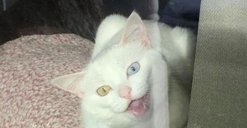 Reakcija mačke kad se vlasnik vrati kući s posla zbunila Reddit: "I slatko i strašno"