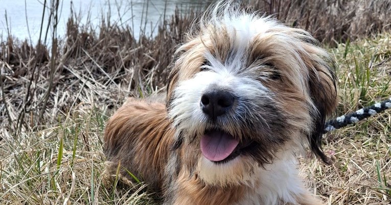 Fiona traži dom: Preslatka mlada dama voli biti u centru pažnje i puna je energije