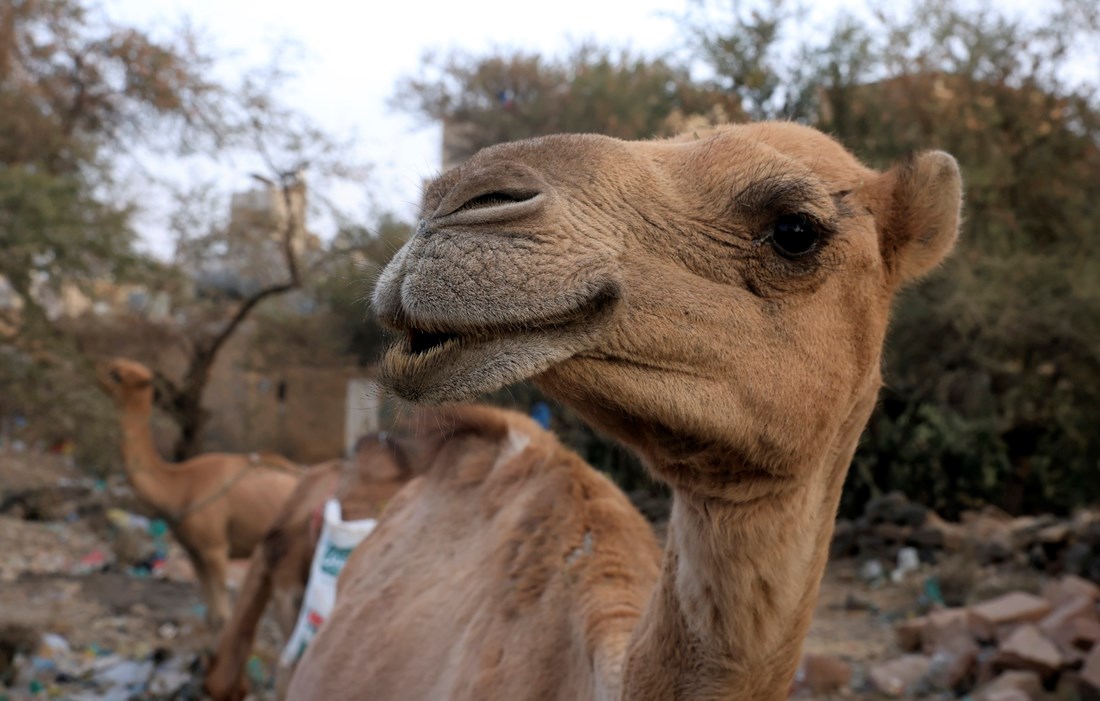 20 deva diskvalificirano s natjecanja ljepote. Razlog? Botoks i fileri