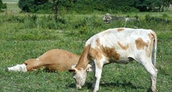 Ministarstvo: Kod uginulih goveda iz Lonjskog polja potvrđen antraks