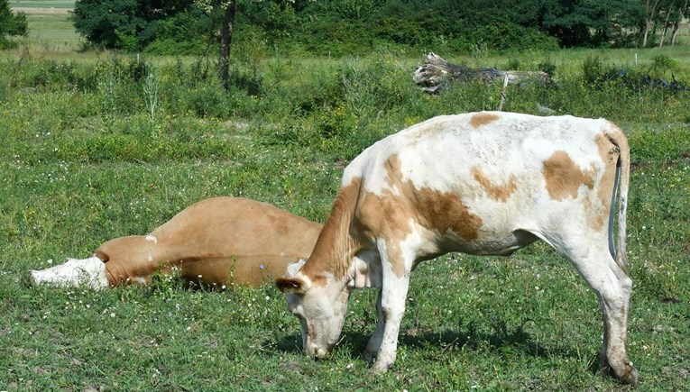 Ministarstvo: Kod uginulih goveda iz Lonjskog polja potvrđen antraks