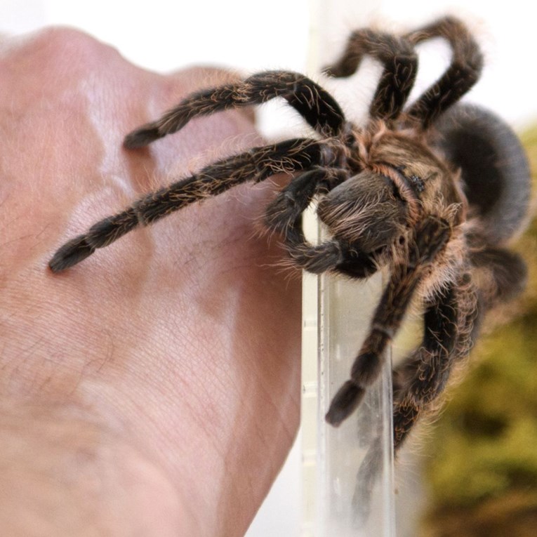 Pilota s teškom alergijom na pauke na letu iz Njemačke ugrizla tarantula