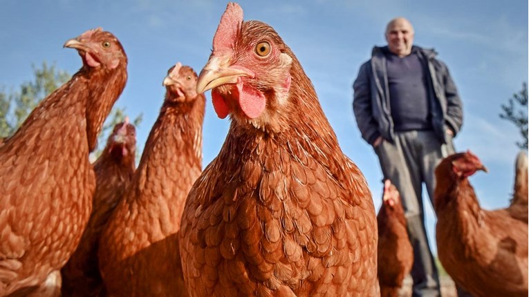 Europska komisija odobrila hrvatski program pomoći peradarstvu