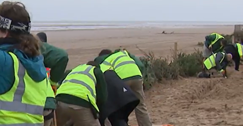 U engleskom mjestu svake godine zakapaju tisuće božićnih drvaca u pijesak na plaži
