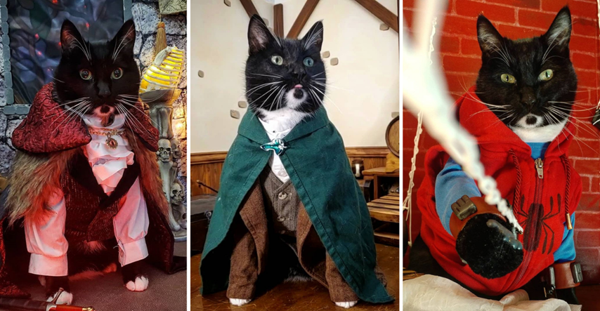 Drakula, Hobit i Spiderman: Ove mačke zadivljuju svojim impresivnim kostimima