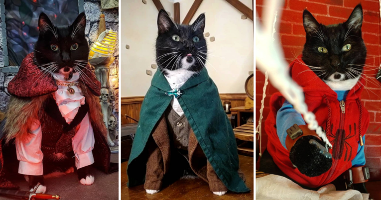 Drakula, Hobit i Spiderman: Ove mačke zadivljuju svojim impresivnim kostimima