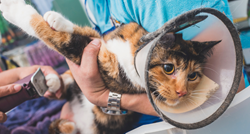 Dramatična mačka koštala vlasnicu više od 900 eura na pregledu kod veterinara