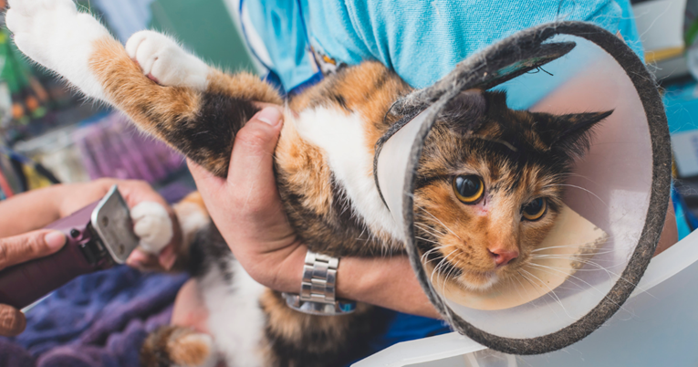 Dramatična mačka koštala vlasnicu više od 900 eura na pregledu kod veterinara
