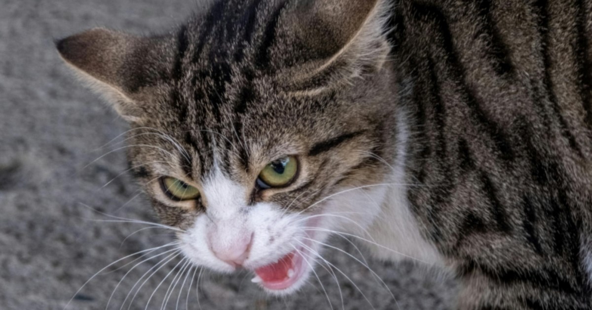 Kako prepoznati da vas vaša mačka potajno ne voli i kako poboljšati odnos?