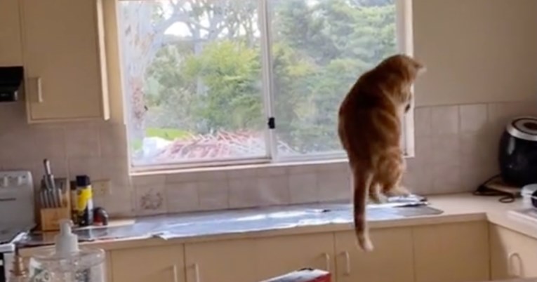 Žena odlučila spriječiti mačku da skače na elemente. Priča je dobila komičan rasplet