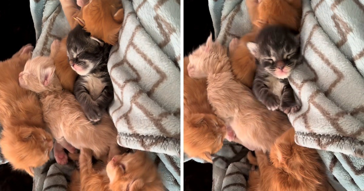 Vlasnica snimila Maine Coon mačiće kako spavaju, video će vam uljepšati dan