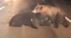VIDEO Tri medvjeda riskirala živote kako bi spasili mladunče koje je udario auto