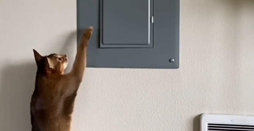 Znatiželjna mačka igrala se opasnim predmetom, ljudi napali vlasnicu: Zaustavi je