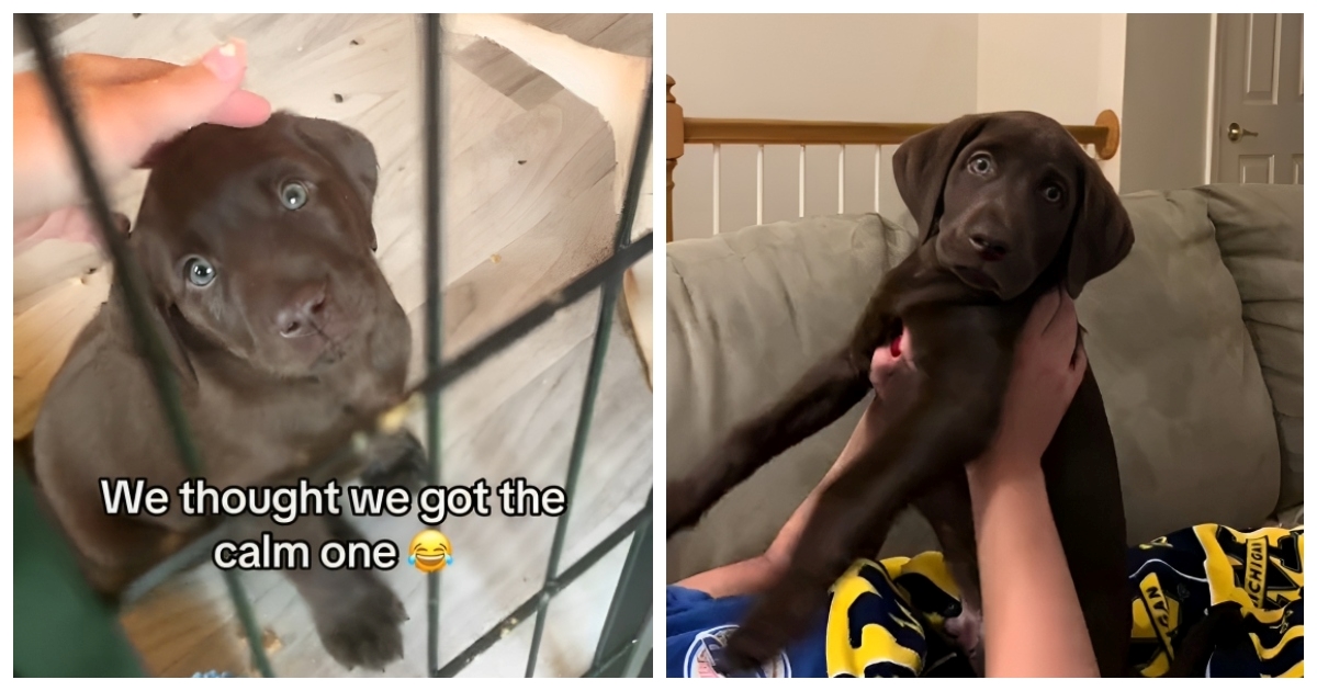 Vlasnica je htjela najmirnijeg psića, evo što se dogodilo kad je odabrala labradora