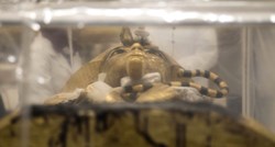 Izložen Tutankamonov sarkofag, pogledajte kako izgleda