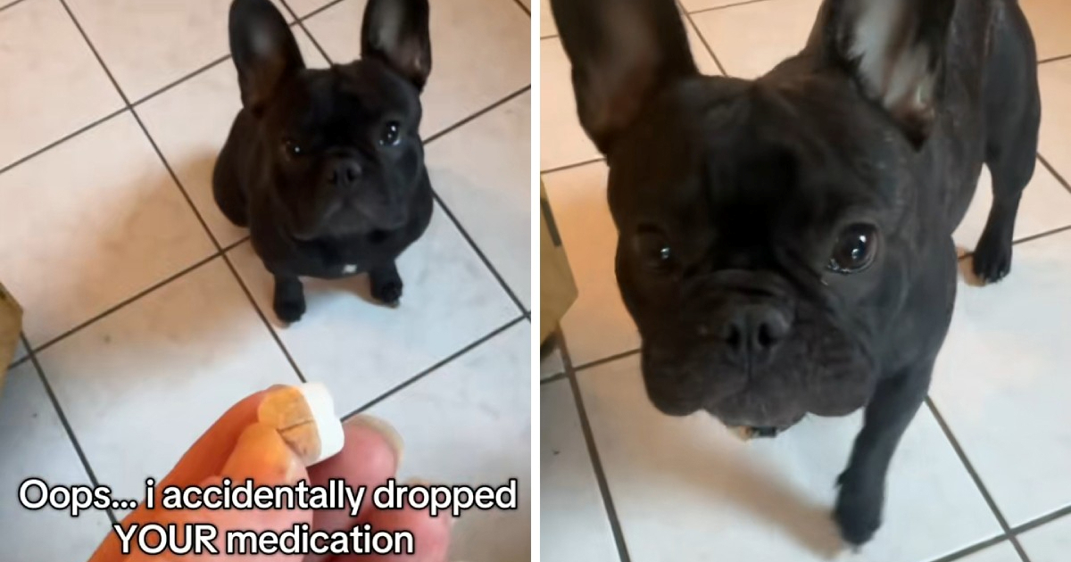 Vlasnica koristi genijalan trik kako bi dala lijek svom psu, snimka je viralna