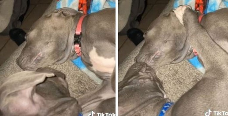 Ženka pit bula imala ružne snove, njen brat napravio nešto predivno