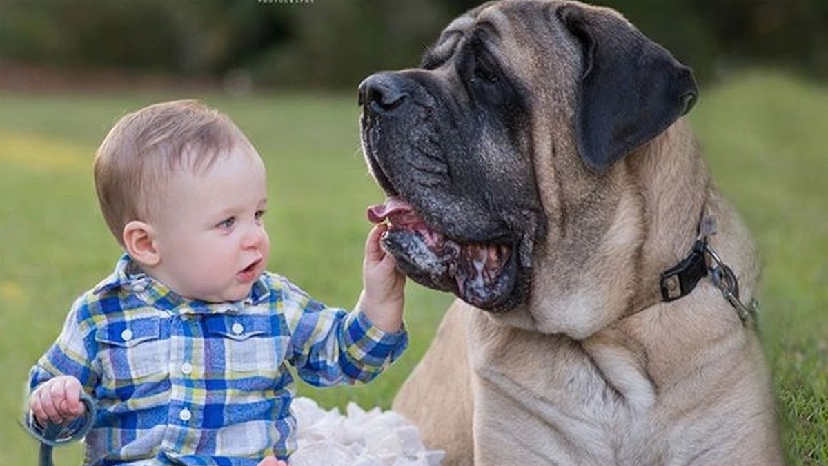 Engleski mastif je predivan veliki pas koji obožava djecu