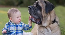 Engleski mastif je predivan veliki pas koji obožava djecu