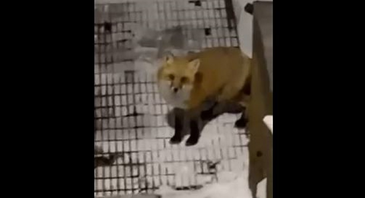 Uočila lisicu i pozvala je da dođe, iznenadila se onime što se dogodilo