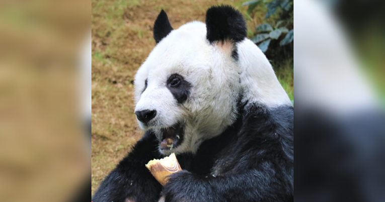 Eutanaziran najstariji svjetski poznati mužjak velike pande An An