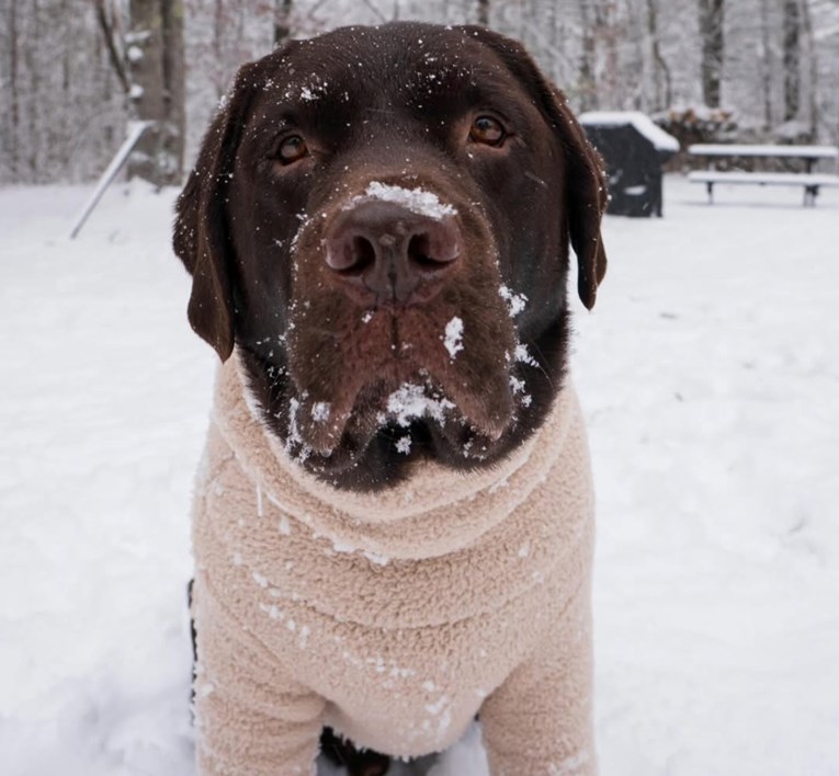 Ovaj labrador će vam popraviti dan. Otkrio je sanjkanje i ne želi stati