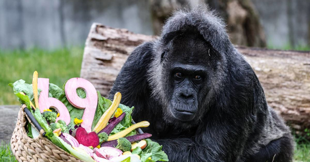 Najstarija gorila na svijetu proslavila 69. rođendan