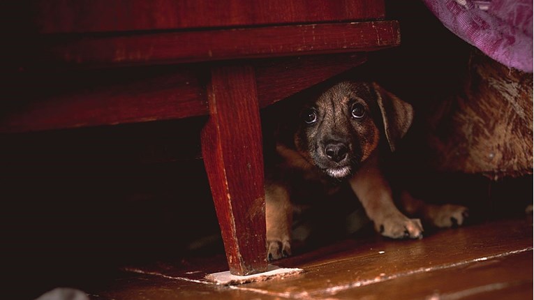 Zašto se psi zavlače pod krevet i stolove? Neki od razloga mogu biti zabrinjavajući