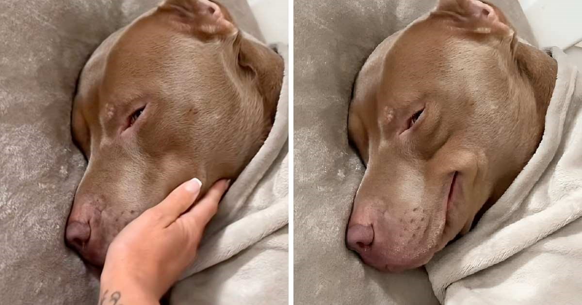 Vlasnica psu rekla da ga voli, pogledajte njegovu reakciju