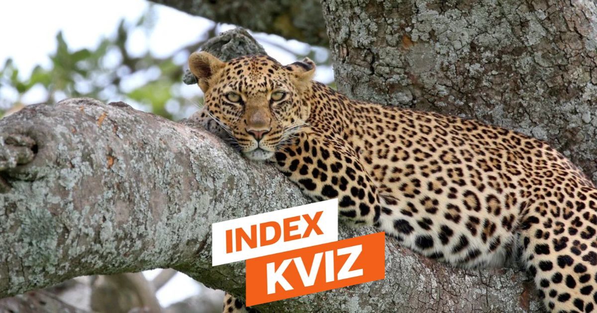 INDEX KVIZ 15 (jednostavnih?) pitanja iz opće kulture
