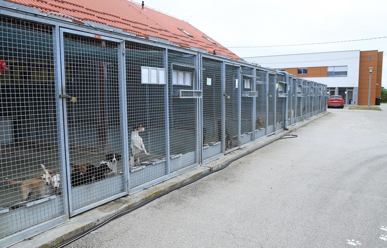 Dumovec u pola godine udomio više od 400 pasa i mačaka. Imali 1300 intervencija
