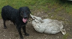 Udruga objavila fotku psa kod Velike Gorice: "Zavezana mu je vreća pijeska oko vrata"