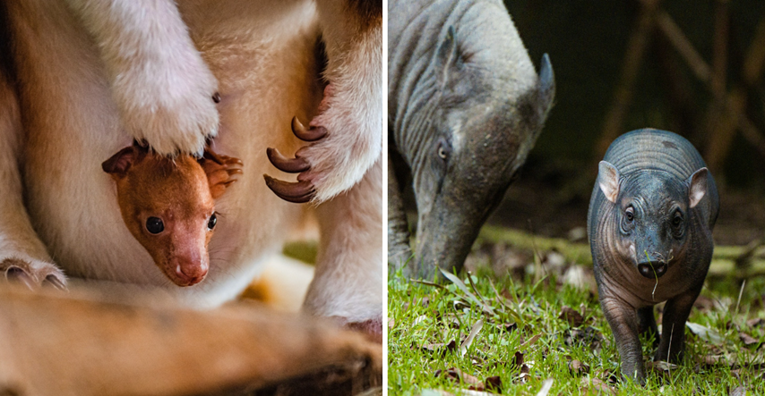 Ovaj zoološki vrt u Engleskoj vraća nadu za životinje kojima prijeti izumiranje