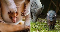Ovaj zoološki vrt u Engleskoj vraća nadu za životinje kojima prijeti izumiranje