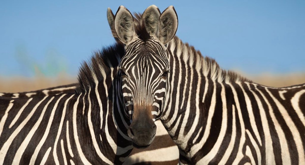 Fotografirao je dvije zebre, ljudi se ne mogu dogovoriti koja gleda u kameru