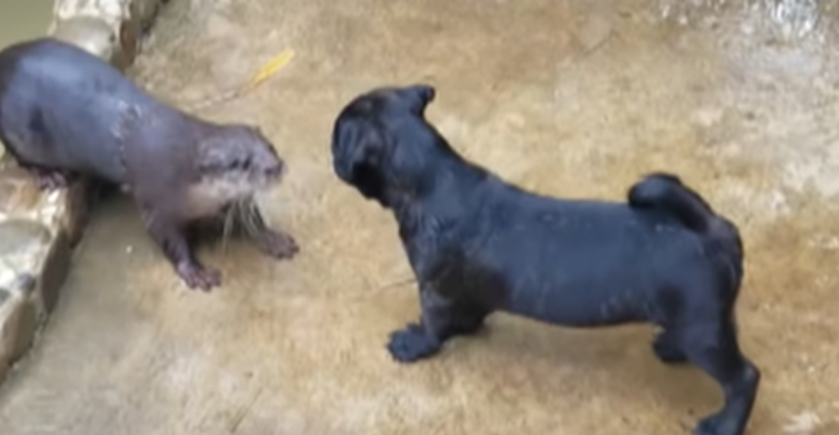 Mops ugledao vidre i zbunio se, a onda je uslijedila prava igra