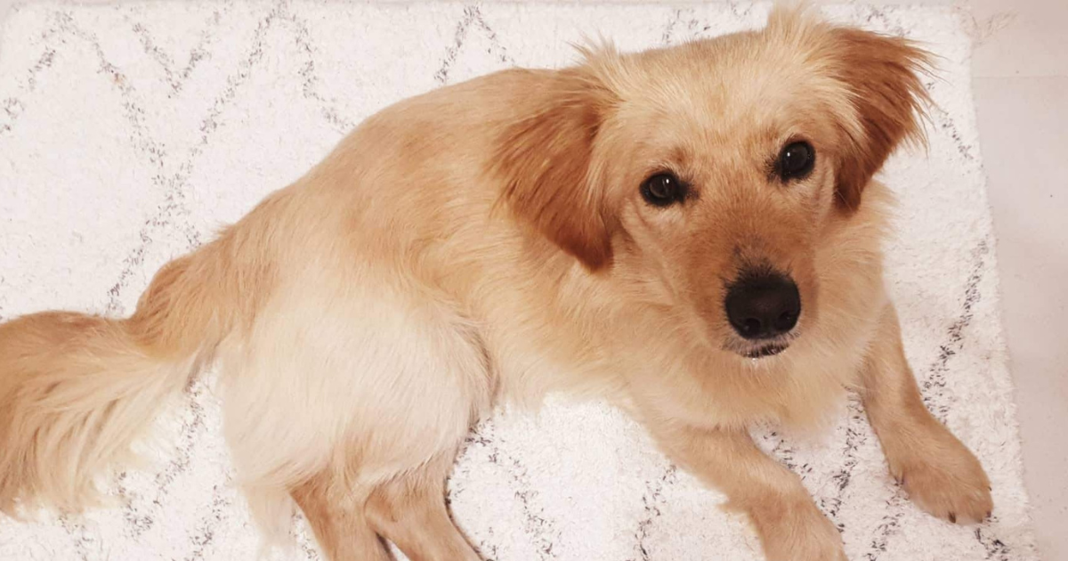 "Voli igračke i šetnje": Maleni Lunjo traži ljude koji će mu pružiti stalni dom