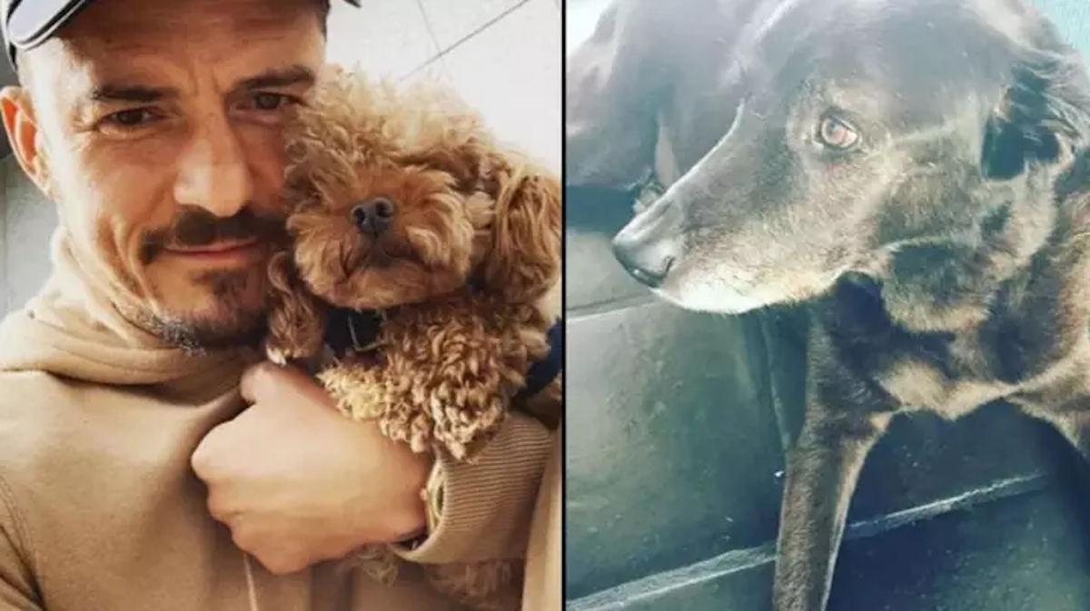 Orlando Bloom sačuvao kosti i spolovilo svog uginulog psa i šokirao svijet