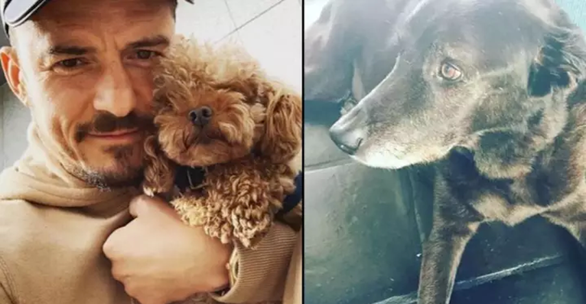 Orlando Bloom sačuvao kosti i spolovilo svog uginulog psa i šokirao svijet